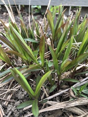 Solidago odora odora
