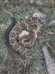 Crotalus molossus