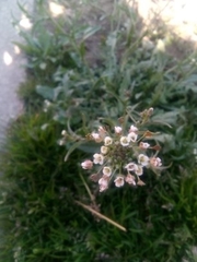 Capsella bursa-pastoris