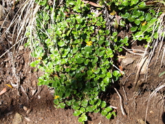 Goodenia hederacea alpestris
