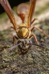 Polybia chrysothorax