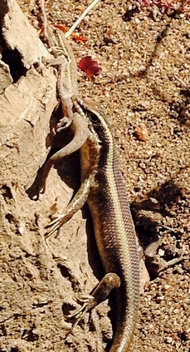 African Striped Skink, Ehlanzeni, South Africa, photo 9 of 10
