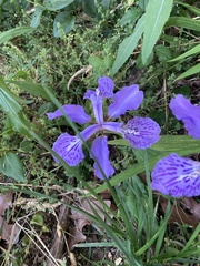 Iris tectorum