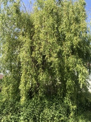 Salix