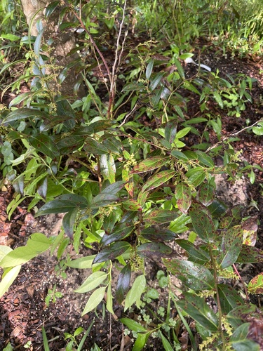 Leucothoe keiskei iNat (2)