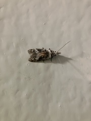 Metacosmesis laxeuta
