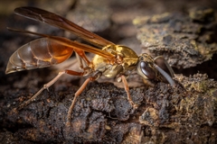 Polybia chrysothorax