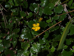 Goodenia hederacea alpestris