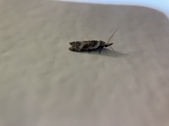 Metacosmesis laxeuta