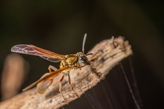 Polybia chrysothorax