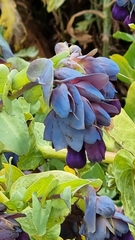 Cerinthe