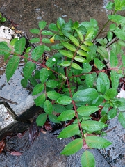 Zanthoxylum ailanthoides