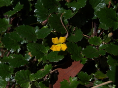 Goodenia hederacea alpestris