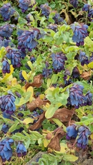 Cerinthe