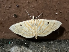 Notarcha tigrina