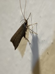 Torodora gemella