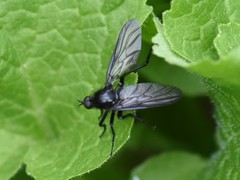 Empis ciliata
