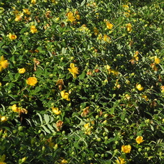 Hypericum calycinum