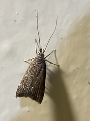 Torodora gemella