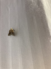 Clydonopteron sacculana
