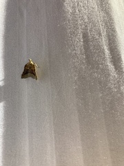 Clydonopteron sacculana