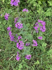 Lunaria annua