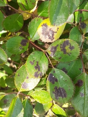 Diplocarpon