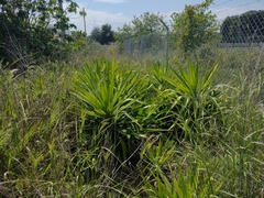 Yucca gigantea