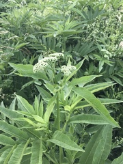 Sambucus ebulus