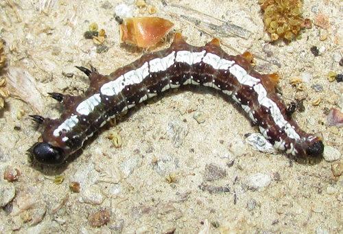 Heart Moth