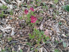 Corydalis buschii