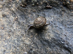 Cryptomastix germana