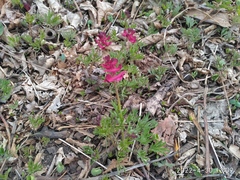Corydalis buschii