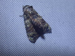 Chlumetia