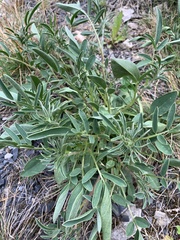 Anthyllis vulneraria