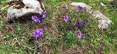 Viola calcarata