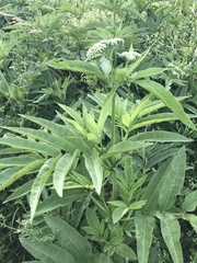 Sambucus ebulus