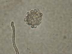 Aphanomyces