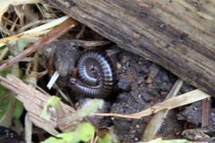 Tachypodoiulus niger