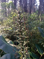 Hedychium flavescens