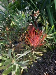 Leucospermum × hybridum
