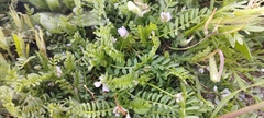 Biserrula