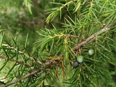 Juniperus communis communis