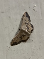 Idaea phaeocrossa