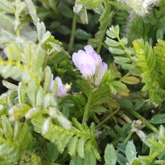 Biserrula