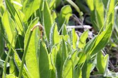Pilosella aurantiaca