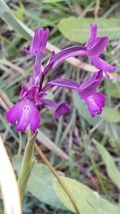 Anacamptis boryi