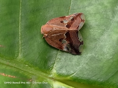 Ricania speculum