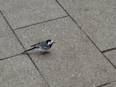 Motacilla alba