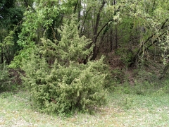 Juniperus communis communis